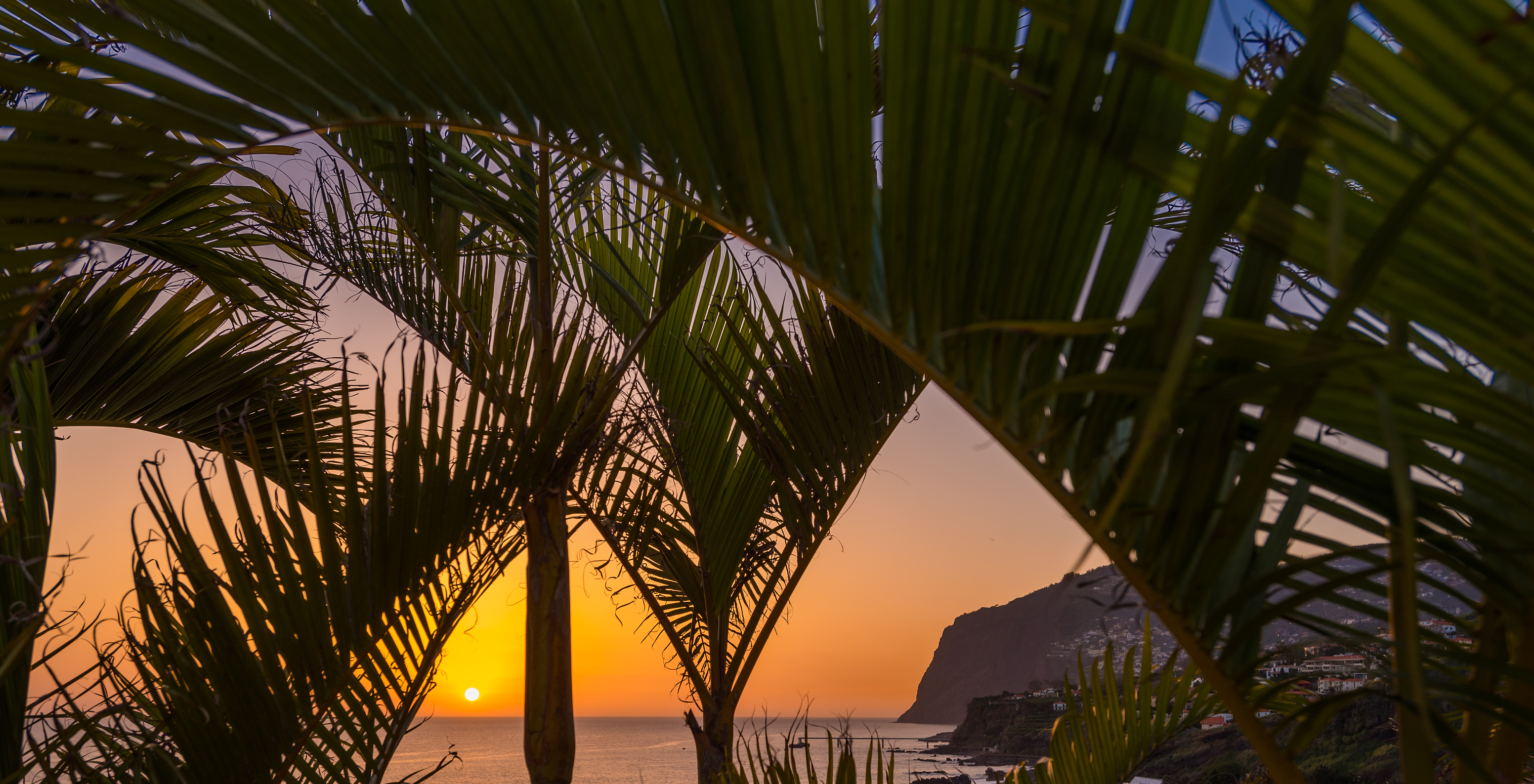 Sonnenuntergang in Madeira, gesehen durch Palmenblätter, mit dem Meer und einer Klippe im Hintergrund