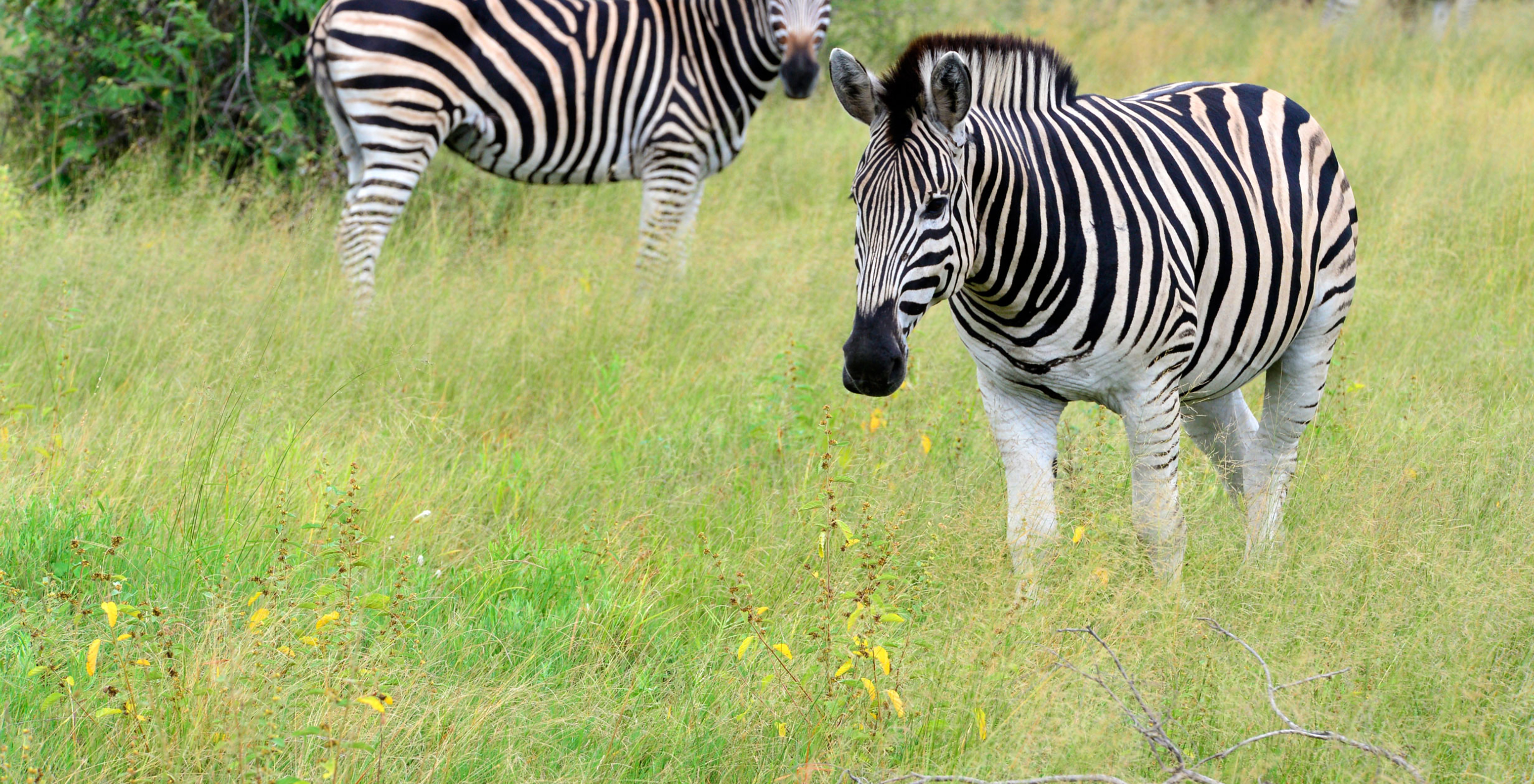 Zebras von Gästen des Pestana Kruger Lodge während einer Safari im Kruger Park gesehen