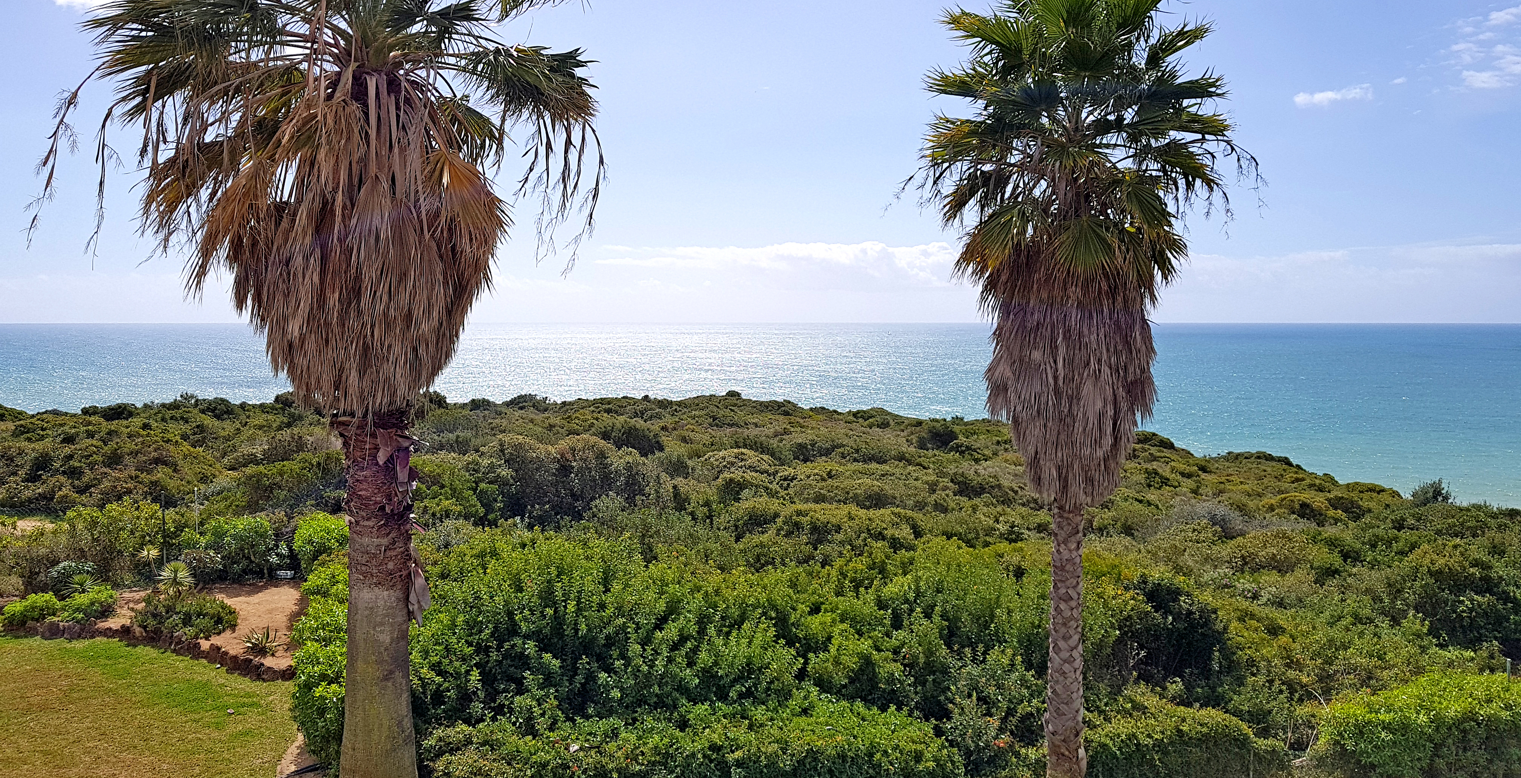 View of green lawn and dense ground vegetation with two palm trees and the sea behind