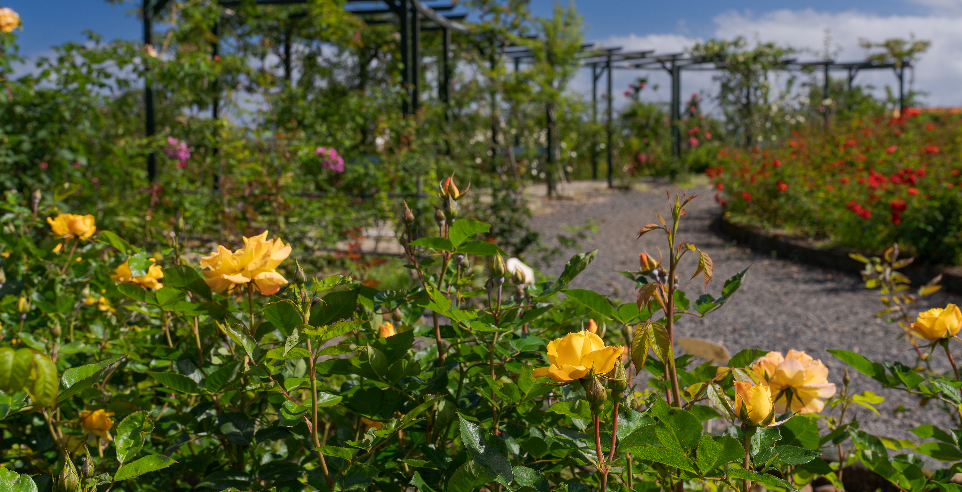 Several yellow, pink and red roses, with structures in the background of wood and stone floor