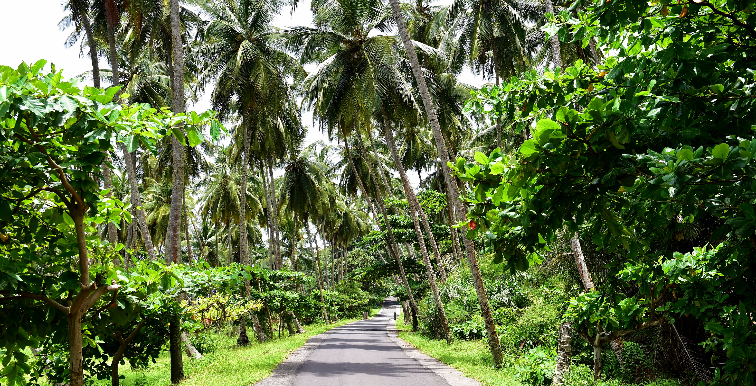 Road flanked by trees and tall palms creating a tropical landscape showcasing São Tomé's natural beauty