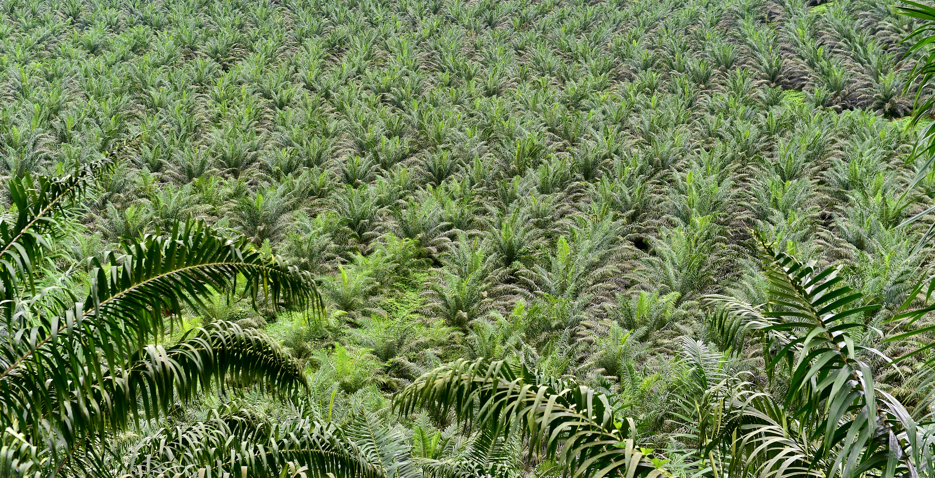 Campos verdes y densos con una gran extensión de plantación de cacao, en Santo Tomé