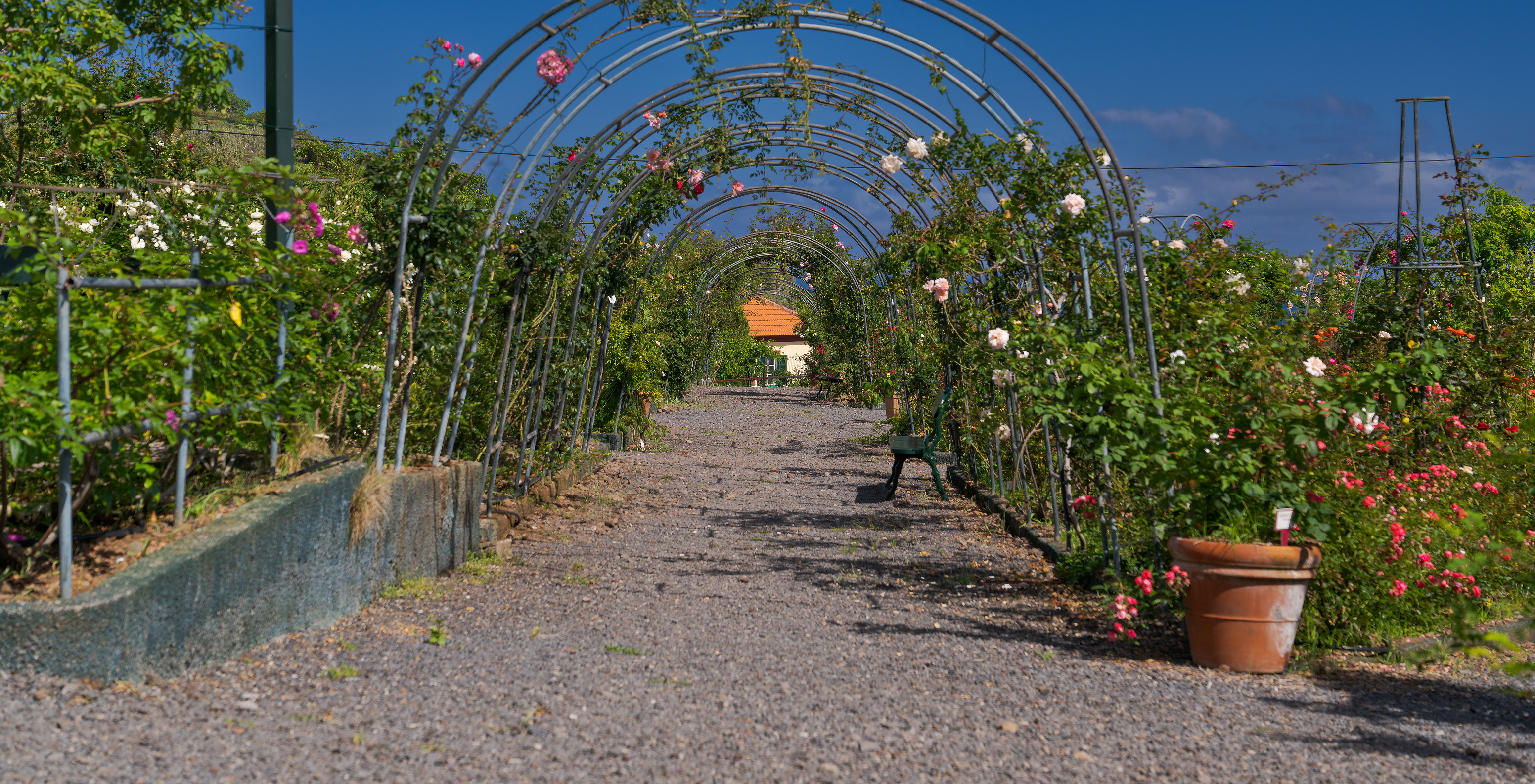 Tuin van Quinta do Arco met stenen paden en metalen structuren met kleurrijke rozen en een heldere lucht