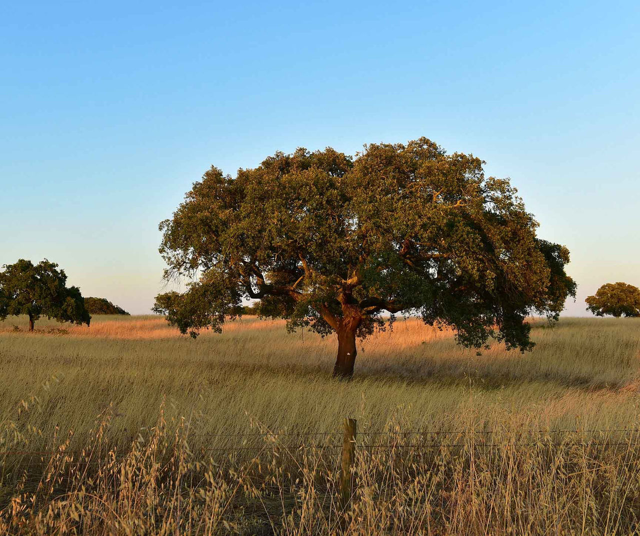 Alentejo landscape Stay at a Pestana hotel in Alentejo and relax amidst nature, discovering its natural beauty